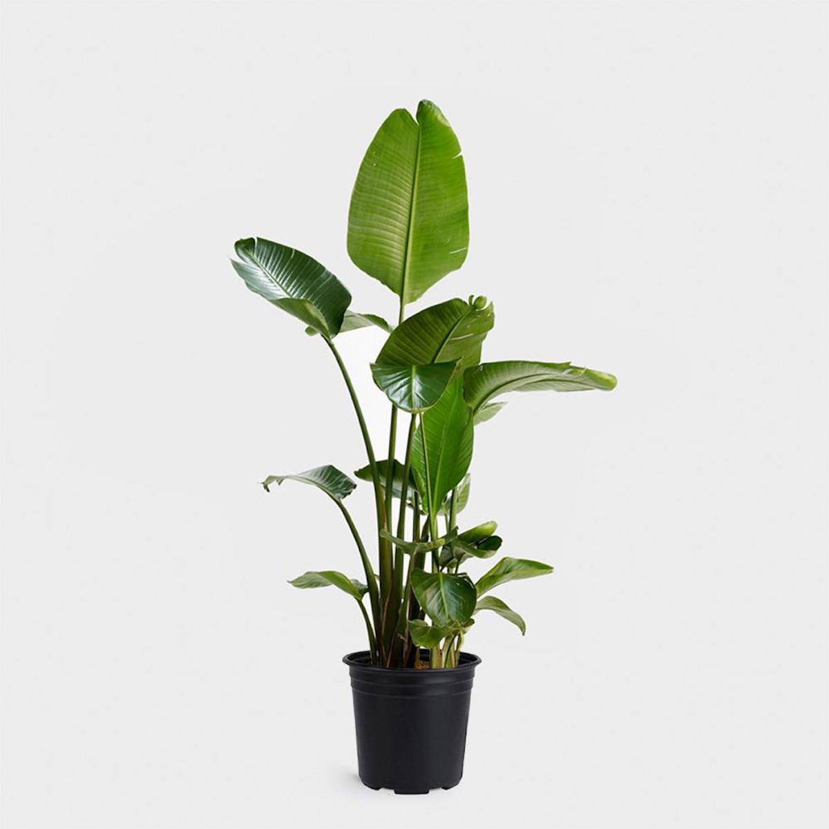  bird of paradise plant