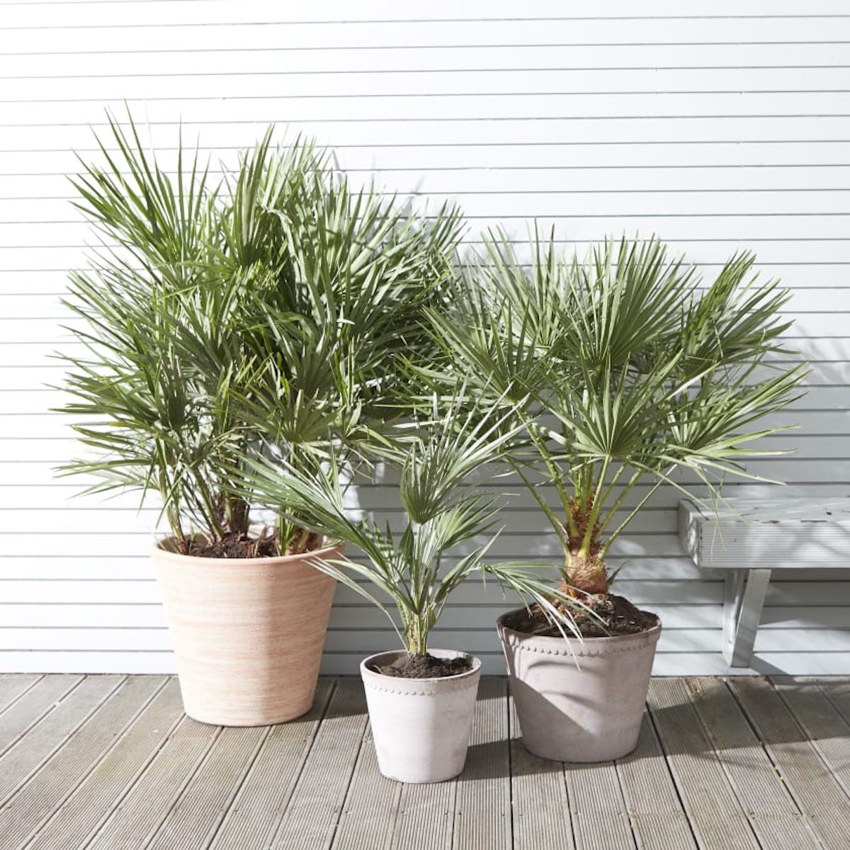 chamaerops humilis