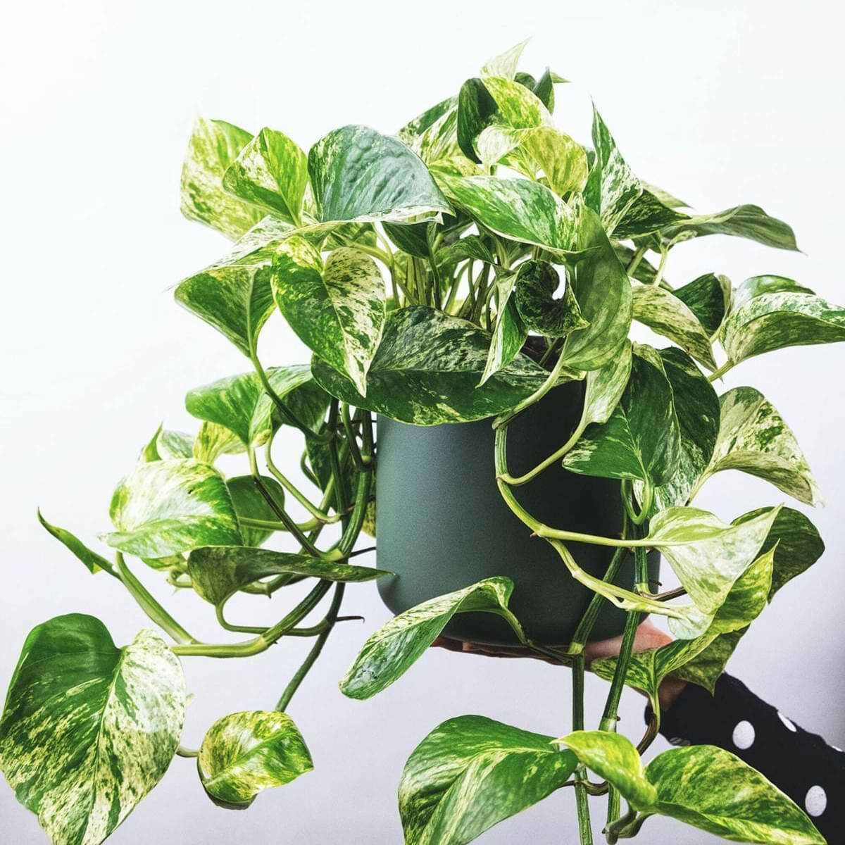 pothos plant
