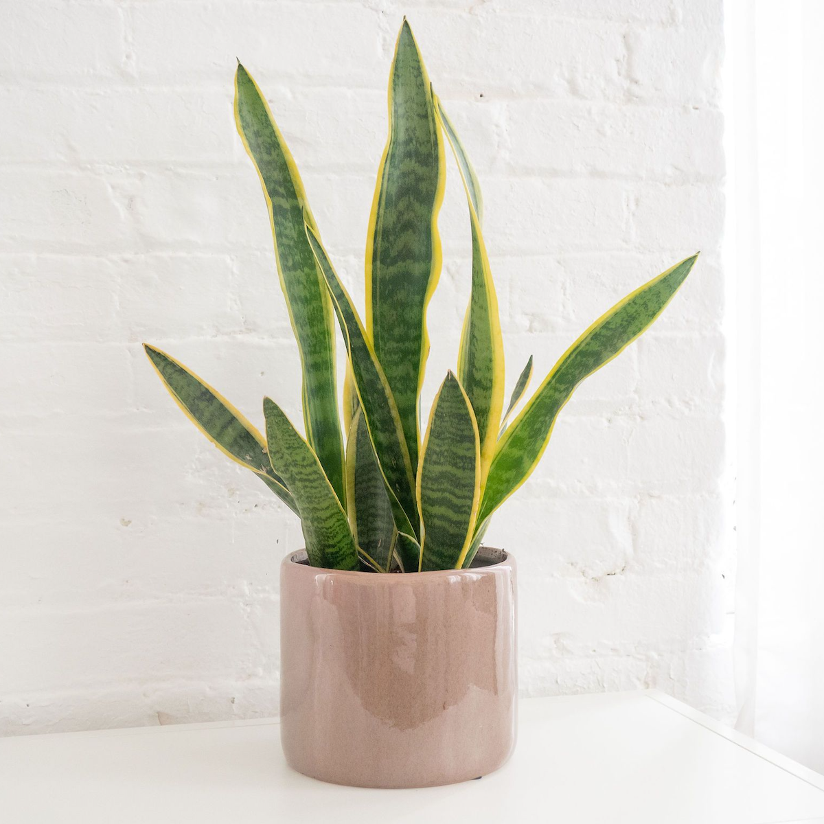 snake plant